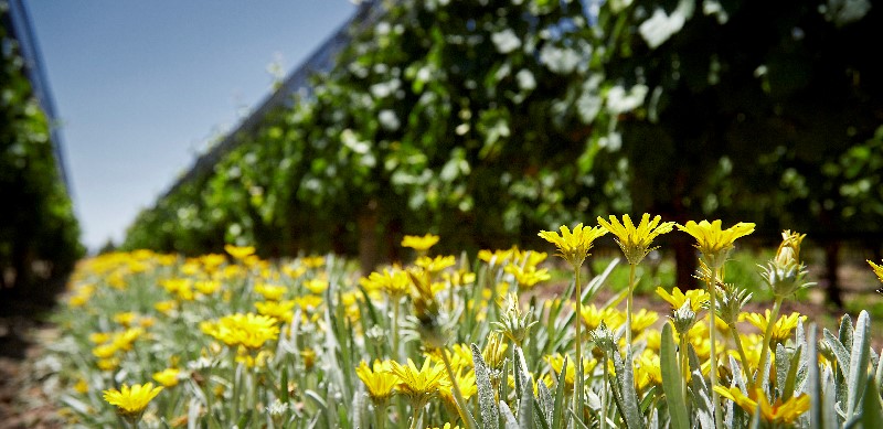 Argento flowers in vineyard
