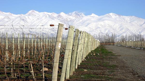 Seriously cool: the allure of cool-climate wine
