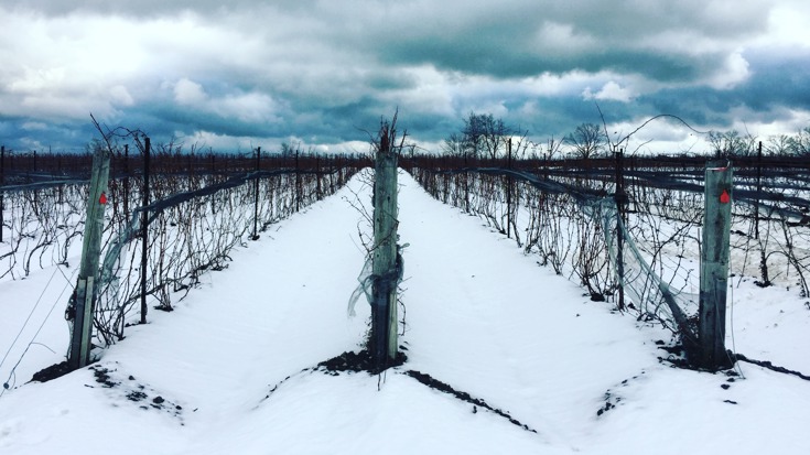 Extreme Winemaking Quiz