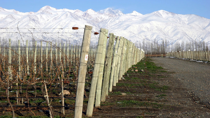 Wines of South America