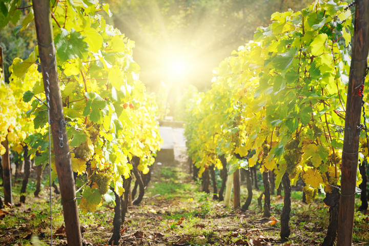 Chateau Lamothe-Vincent