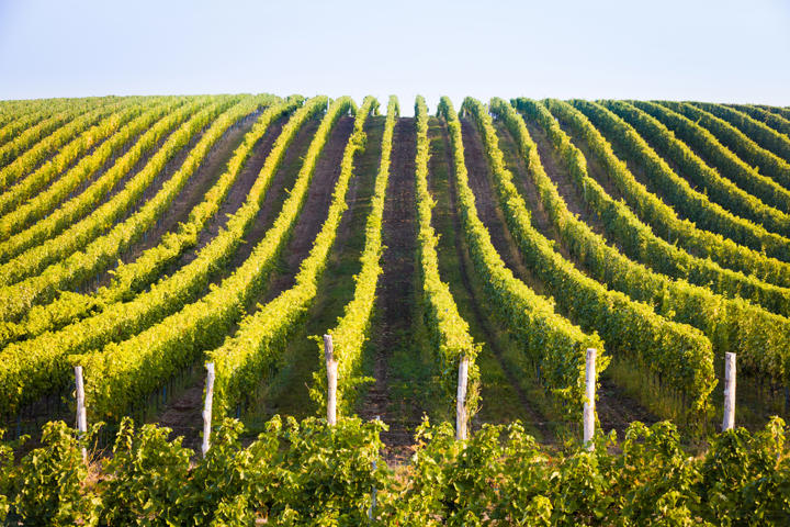 Cave de Fleurie