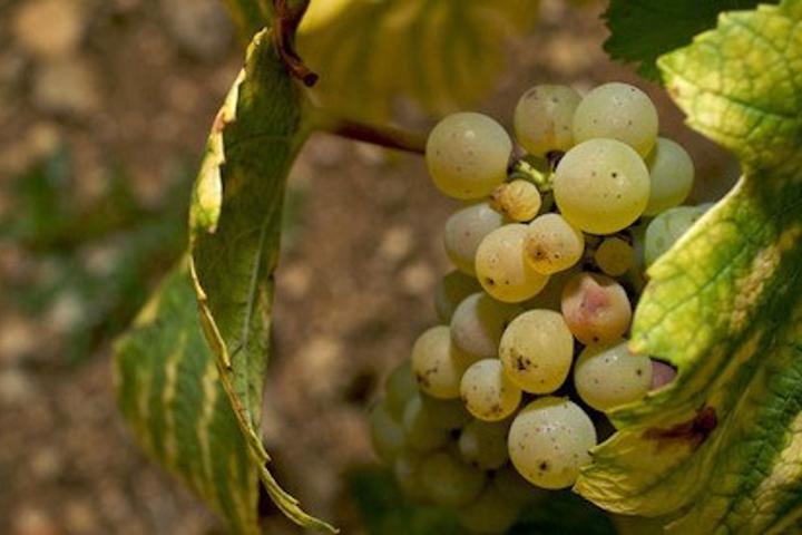 Domaine des Marronniers