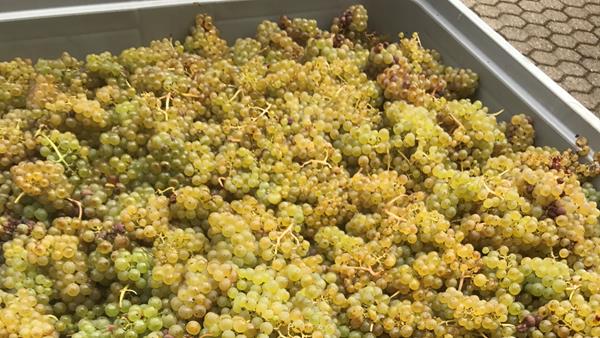 The Magic of Riesling