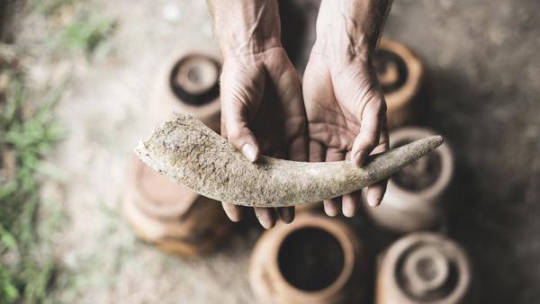 Episode 2 - Biodynamic wine