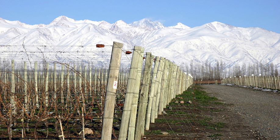 Above: vineyards at Catena