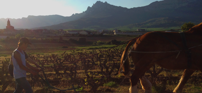 The vineyards at Bodegas Bhilar