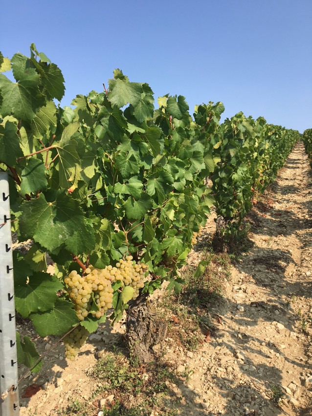 La Chablisienne: chardonnay in the Chateau Grenouilles Grand Cru vineyard