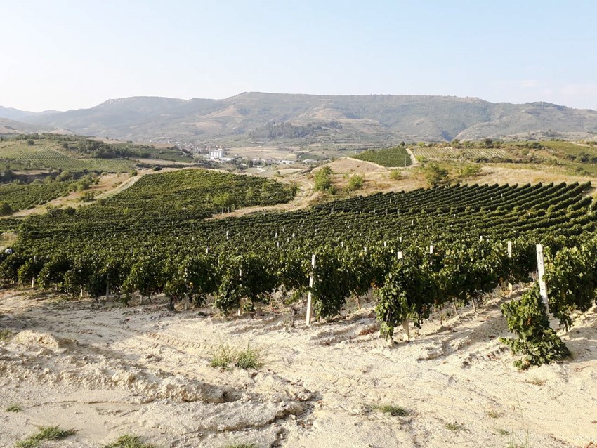 Puklavec's vineyards in Macedonia