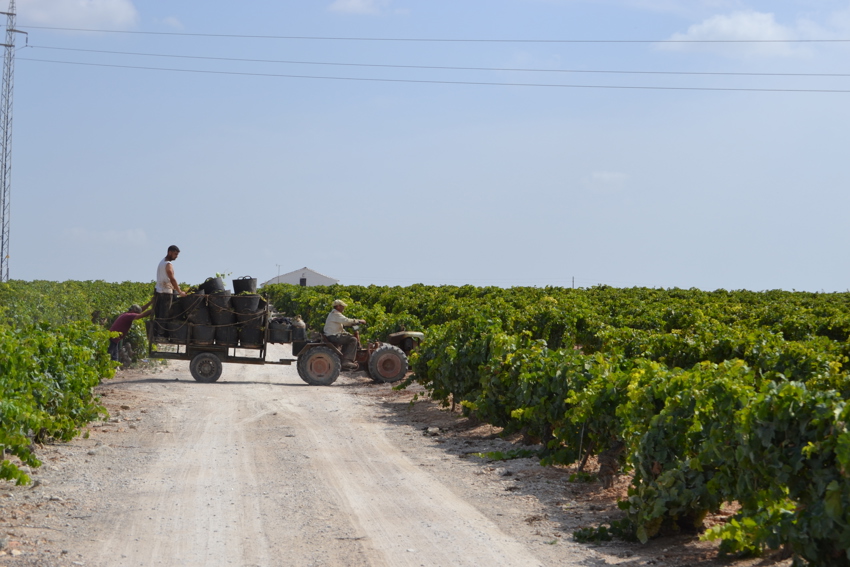 In the vineyards at La Guita