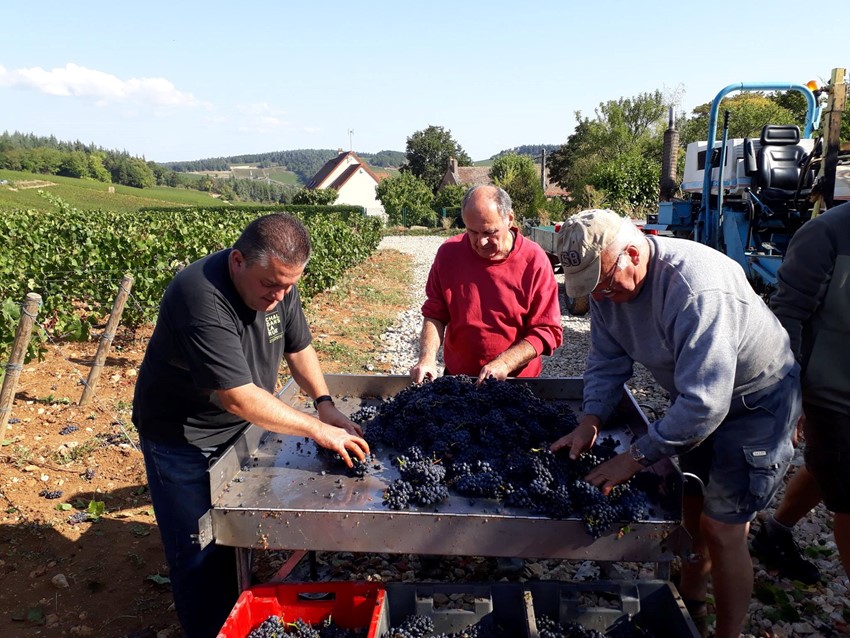 Sorting the grapes at Domaine Tupinier-Bautista