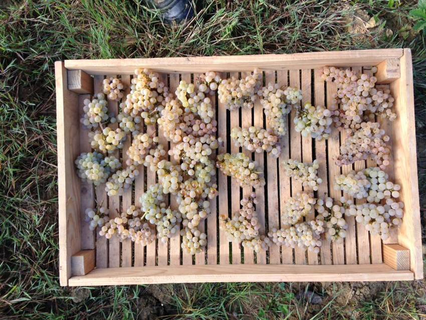 Savagnin grapes at Domaine de la Pinte