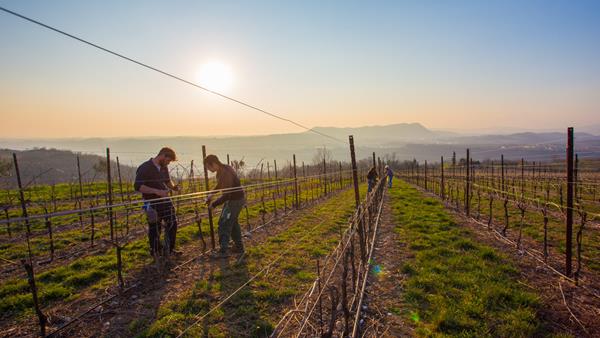 What is sustainable wine?
