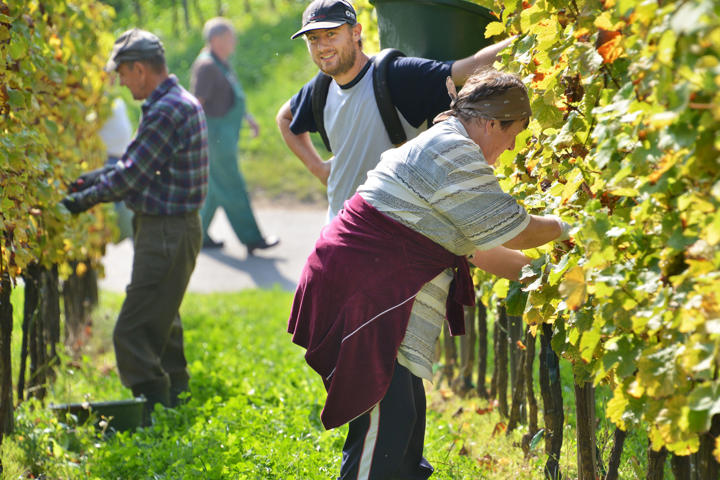 Weingut Robert Weil