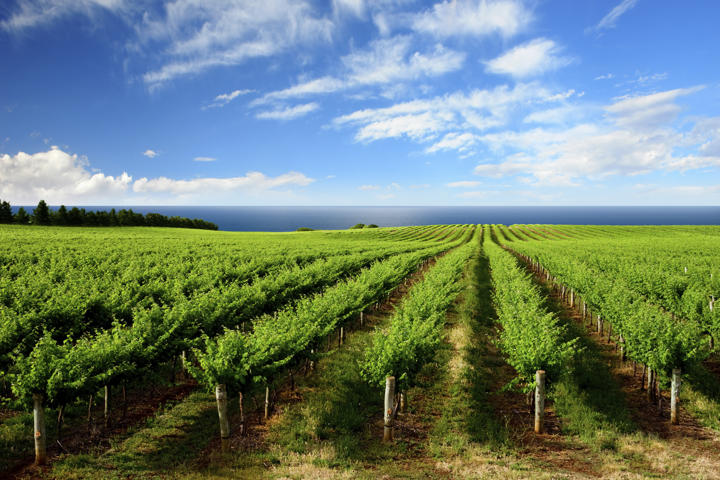 Denbies Wine Estate