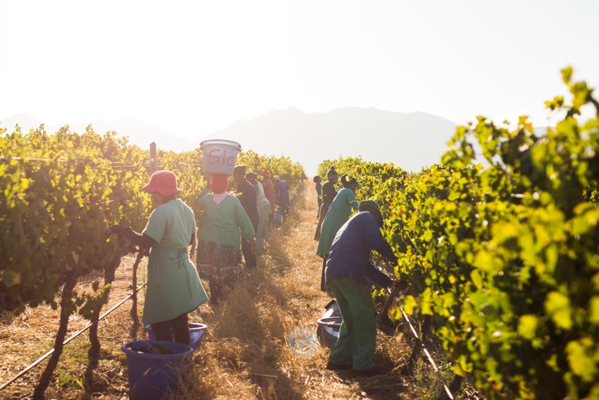 Picking at Spier