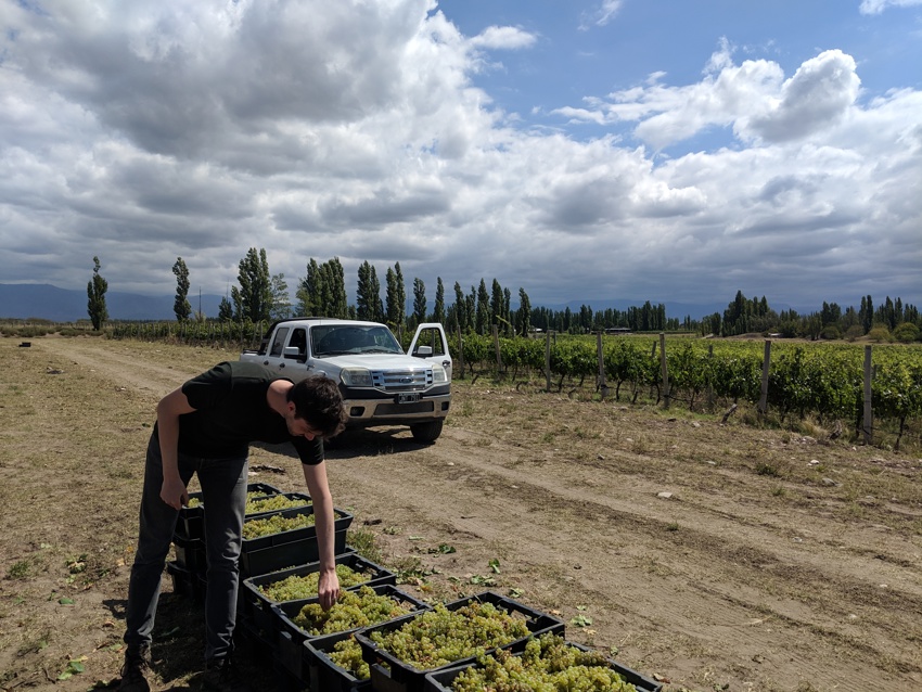 Tasting the grapes in the vineyards