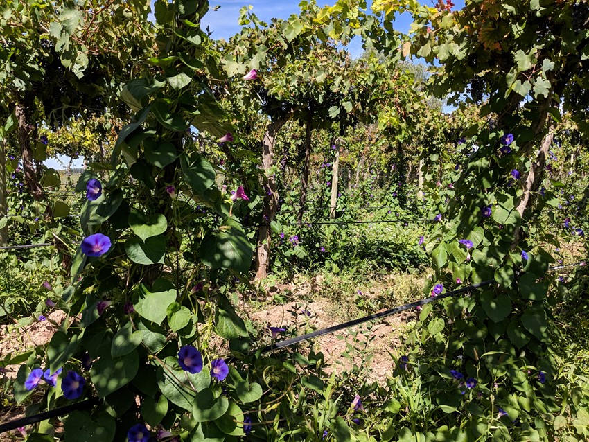 Beautiful flora in the organic vineyard