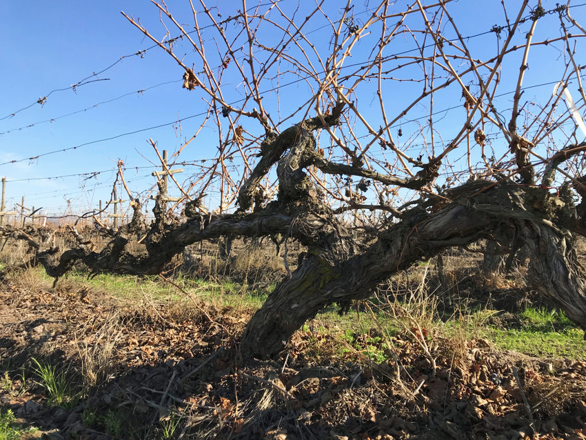 Old Vines at Santa Rita