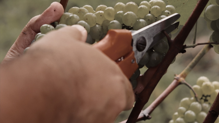 Harvest 2019: Brazil and Uruguay