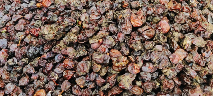 Aszu berries before being pressed