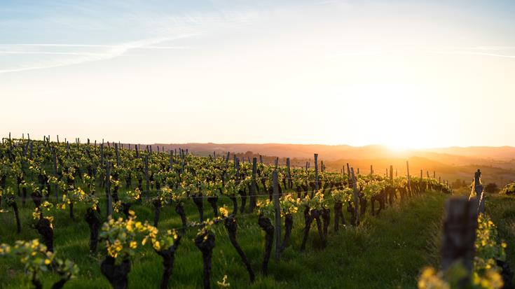 Burgundy: A wonder of the wine world