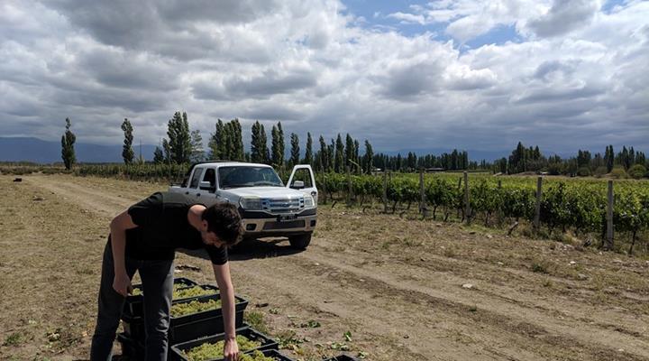 Wine Minds harvest: Argentina