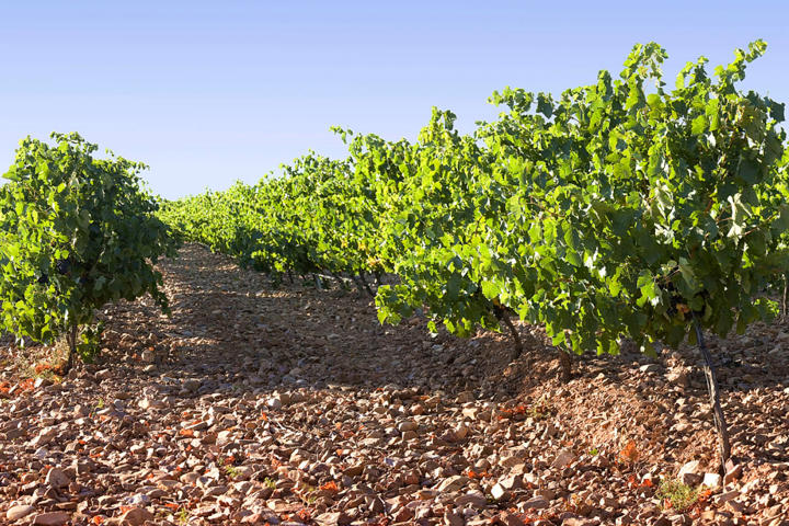Bodega Verde
