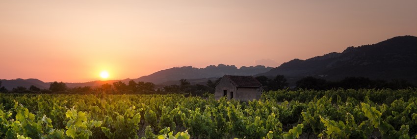 Jaboulet vineyards at sunset