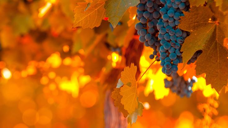Stocking up for the season: which wines to match with autumnal produce