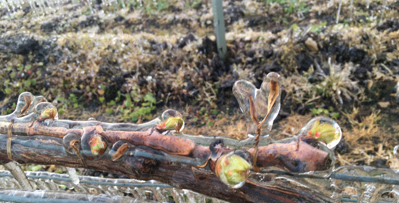 Vine bud frozen