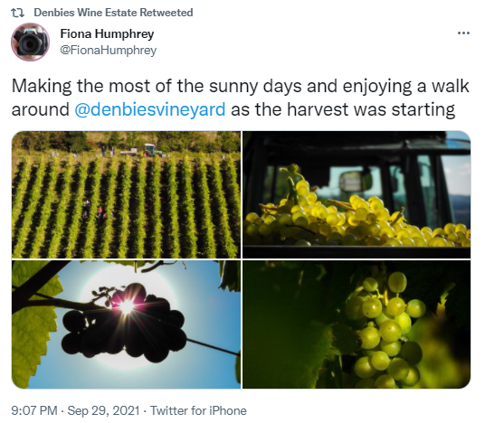 Denbies images of grapes