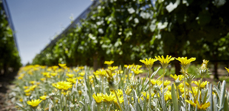 Argento flowers in vineyard