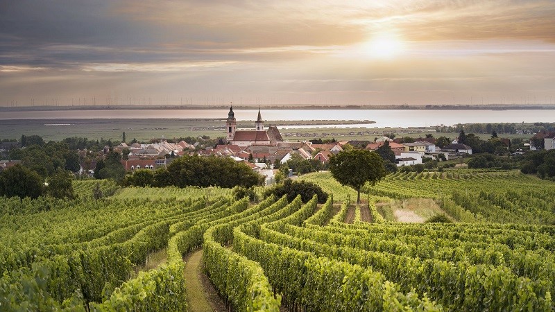 Vineyards in Burgenland