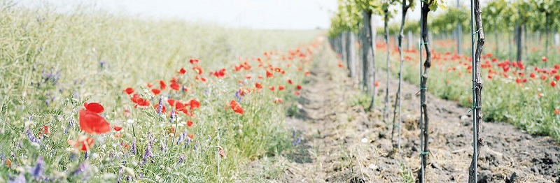 Weingut Nittnaus vineyard