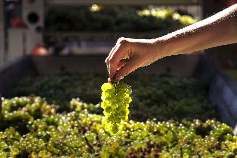 Verdejo grapes