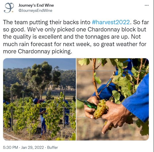 Journey's End chardonnay harvest