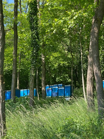 Beehives in the woods