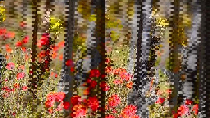 Old vines: beyond age