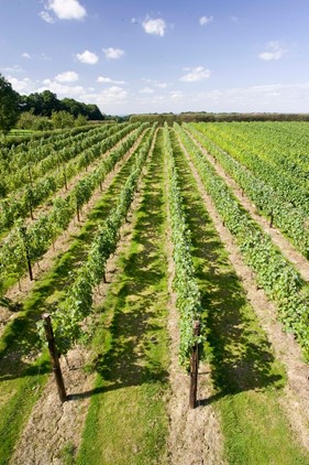 Balfour vineyards with chalky soil