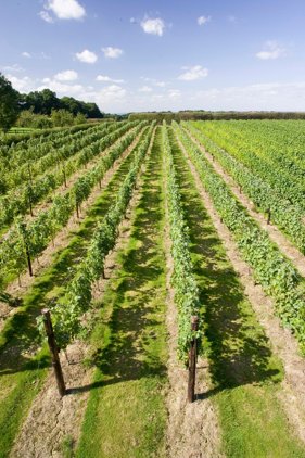 Balfour vineyards with chalky soil