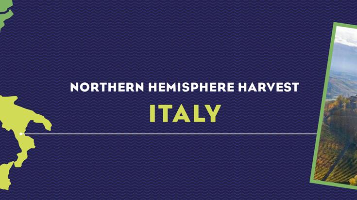 Harvest Report 2022: Italy