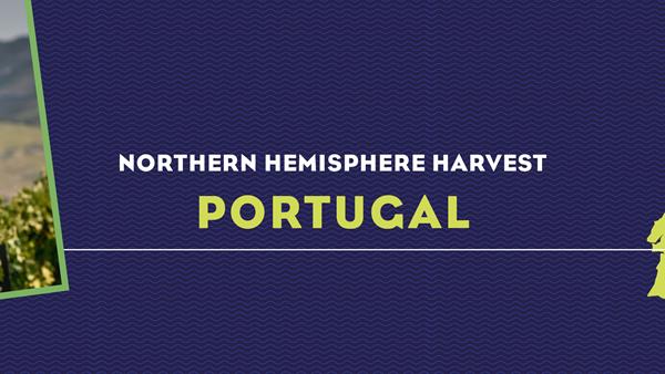 Harvest Report 2022: Portugal