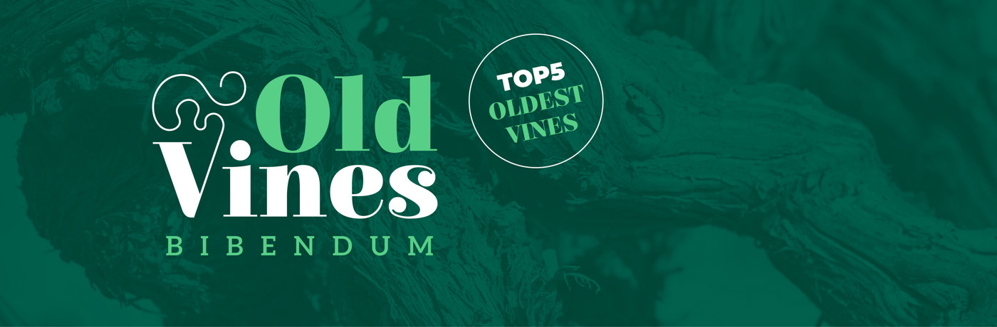 Bibendum's Oldest Vines 